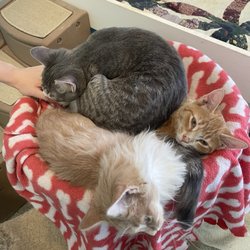 The Humane Society of Fairfax County