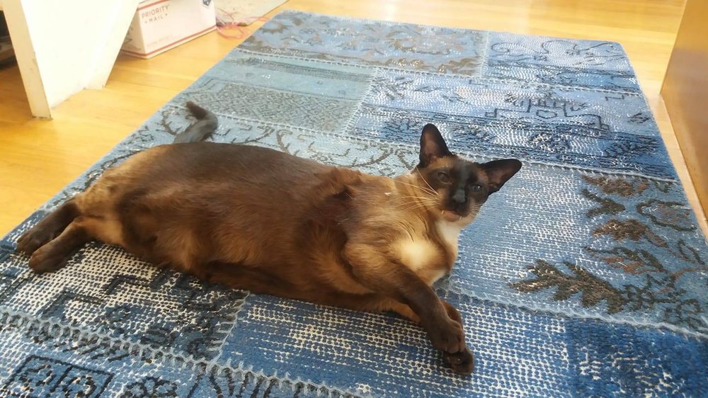 TLC PET CARE PROVIDERS 23 Photos & 18 Reviews Court St & Atlantic