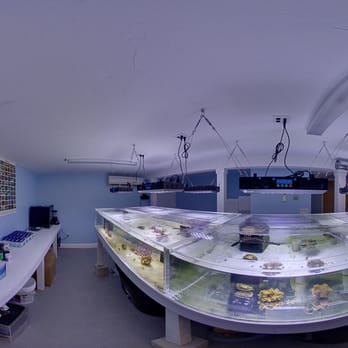 Seascapes Aquariums - Invertebrate Section - Aquarium Services Near Me - Forestdale, Massachusetts Seascapes Aquariums - Invertebrate Section - Aquarium Services Near Me - Forestdale, Massachusetts