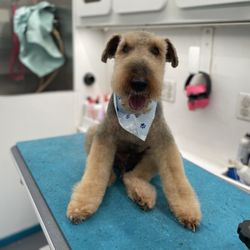 Mads and Boomba’s Dog Grooming