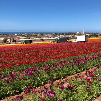 The Flower Fields - Ugly trucks and things in the way of getting a nice shot - Venues & Event Spaces Near Me - Carlsbad, California The Flower Fields - Ugly trucks and things in the way of getting a nice shot - Venues & Event Spaces Near Me - Carlsbad, California