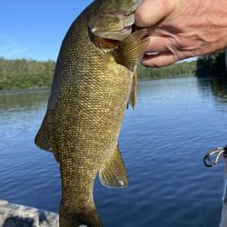 Ten Mile Guide Service - Small mouth bass