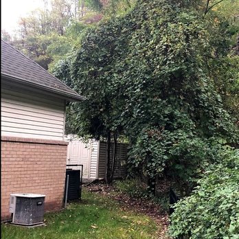 Taylor Management Company - Kudzu from wetlands overtaking common property outside of wetlands - Property Management Near Me - Hanover, New Jersey Taylor Management Company - Kudzu from wetlands overtaking common property outside of wetlands - Property Management Near Me - Hanover, New Jersey