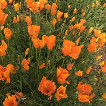 Box Springs Mountain Reserve - Poppies blooming under the M - Hiking Near Me - Moreno Valley, California Box Springs Mountain Reserve - Poppies blooming under the M - Hiking Near Me - Moreno Valley, California