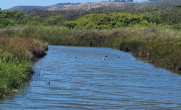Four Mile Beach by null