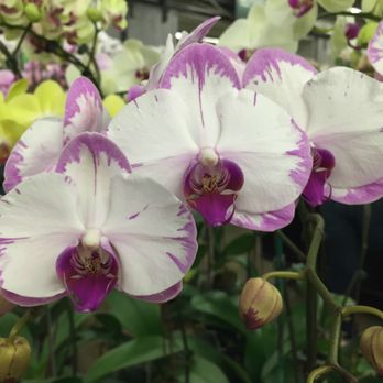 The Orchid Man - Florists Near Me - Los Angeles, California