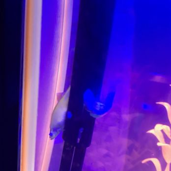 Big Al's Aquarium Supercentre - Pet Stores Near Me - Vaughan, Ontario