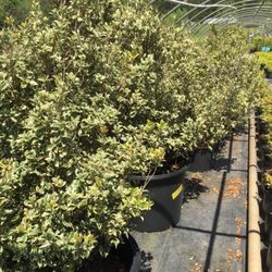 Eakers Nurseries & Tree Farm