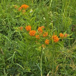 Prairie Moraine Dane County Parks  - Closeup of the Butterfly Weed -- a favorite of Monarch butterflies