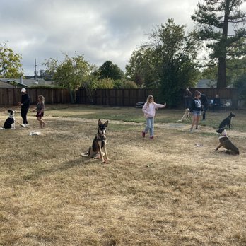 Dog Gone Good! - Practicing the sit-stay command at a public park while off-leash dogs are running in the background. - Pet Training Near Me