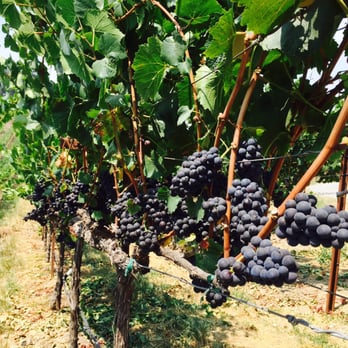 Porter Creek Vineyards - Ready to harvest - Wineries Near Me - Healdsburg, California Porter Creek Vineyards - Ready to harvest - Wineries Near Me - Healdsburg, California