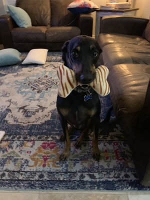 roadrunner pharmacy for dogs