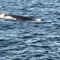 Cape May Whale Watcher