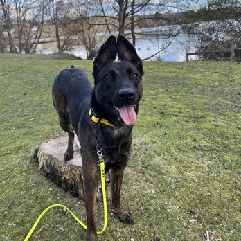 Just Peachy Pet Care - Cinder adventuring at the park with Rebecca - Pet Boarding Near Me - Arlington, Washington Just Peachy Pet Care - Cinder adventuring at the park with Rebecca - Pet Boarding Near Me - Arlington, Washington