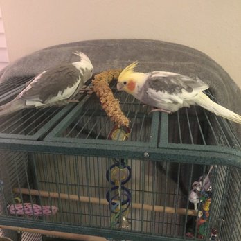 The Perfect Parrot - New baby with brother! - Pet Stores Near Me - North Hollywood, California