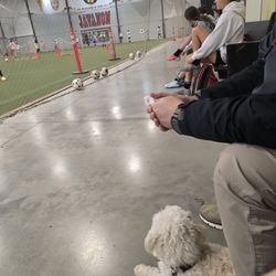 Javanon Soccer Club - We were even allowed to take our doggo inside