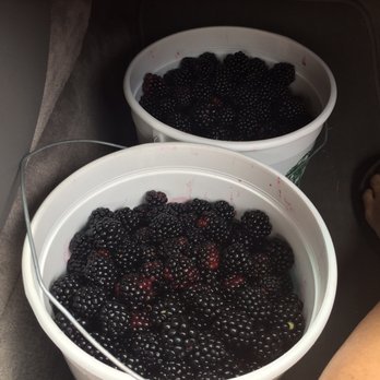 Phillips Farms - 13# of blackberries! Can't wait to put these in my smoothies! - Farmers Market Near Me - Milford, New Jersey