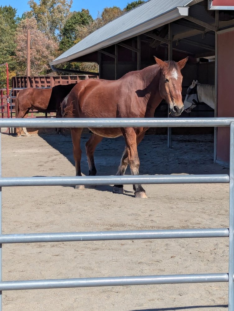 Hope Reins - equestrian in Raleigh, NC