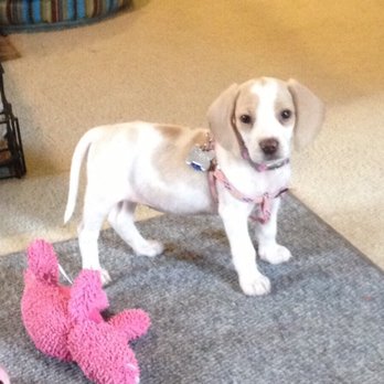 Animal Ark Veterinary Hospital - Latest addition 2013 Sadie - Veterinarians Near Me - Clemmons, North Carolina Animal Ark Veterinary Hospital - Latest addition 2013 Sadie - Veterinarians Near Me - Clemmons, North Carolina