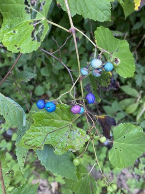 Cherokee Park by null