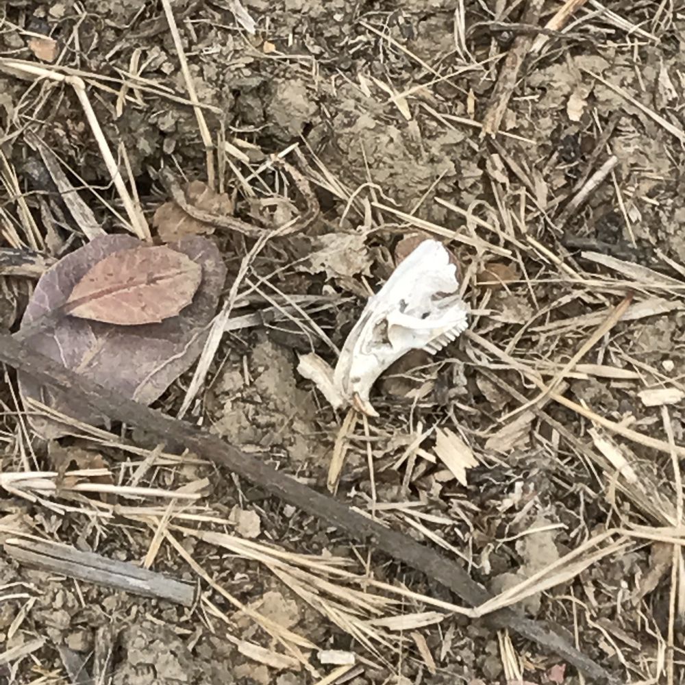 Lopez Canyon - The remains of someone's dinner... - Hiking Near Me - San Diego, California