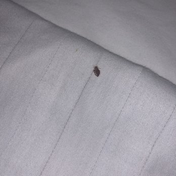 Days Inn by Wyndham Lanham Washington D.C - Bed bug - Hotels Near Me - Lanham, Maryland Days Inn by Wyndham Lanham Washington D.C - Bed bug - Hotels Near Me - Lanham, Maryland