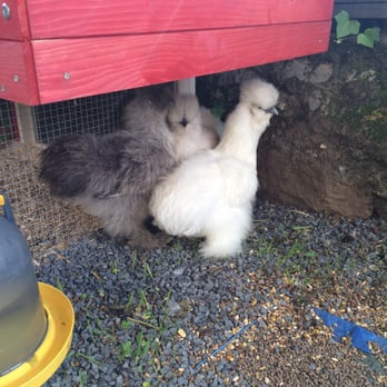 Hotel Joyet de Maubec - Ils ont des petites poules - Hotels Near Me - Uzerche, 19