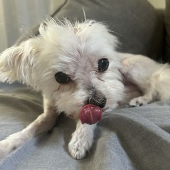 Pups in Tubs - Pet Groomers Near Me - Los Angeles, California