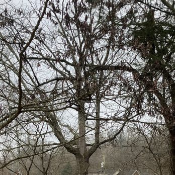 J&C Tree Experts - This is the main tree being removed. - Tree Services Near Me J&C Tree Experts - This is the main tree being removed. - Tree Services Near Me