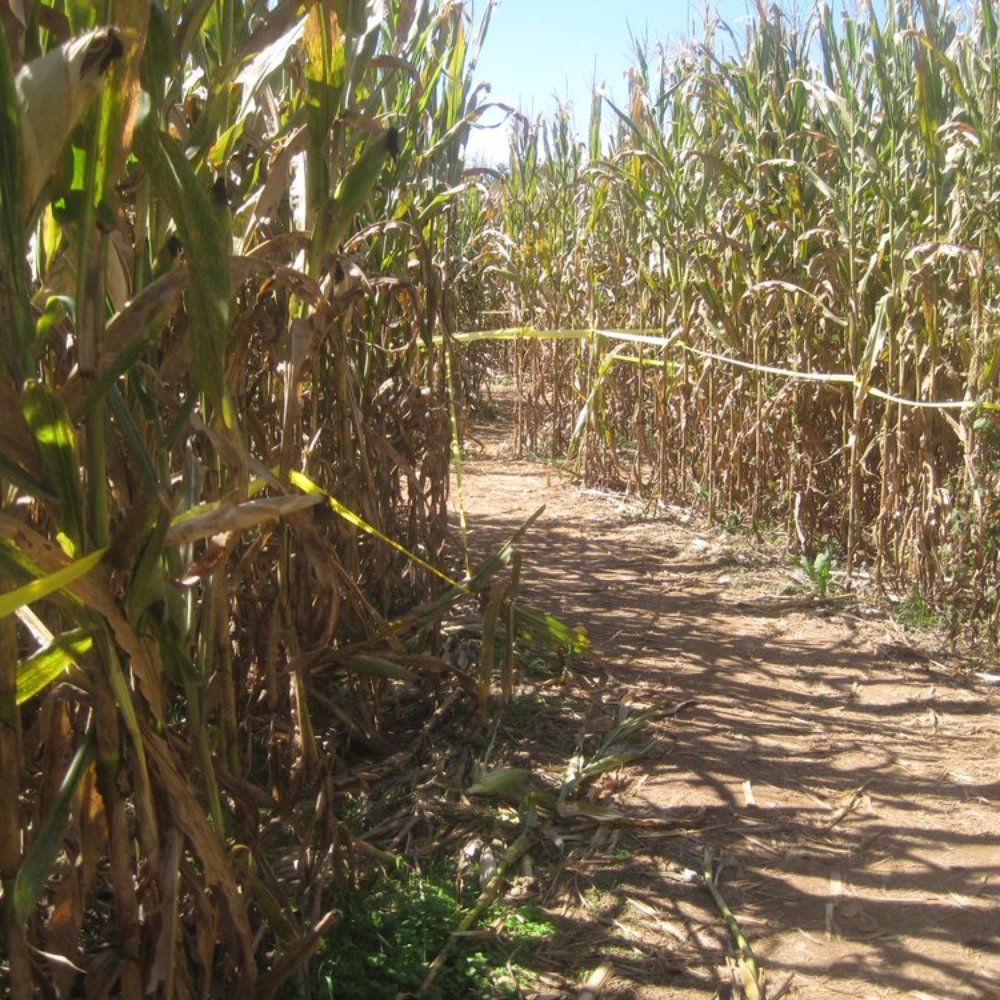 Uncle Shucks Corn Maze and Pumpkin Patch - Pumpkin Patches Near Me - Dawsonville, Georgia Uncle Shucks Corn Maze and Pumpkin Patch - Pumpkin Patches Near Me - Dawsonville, Georgia