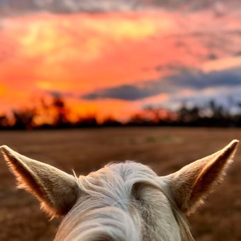 Doggie Dude Ranch - Pet Training Near Me - Live Oak, Florida