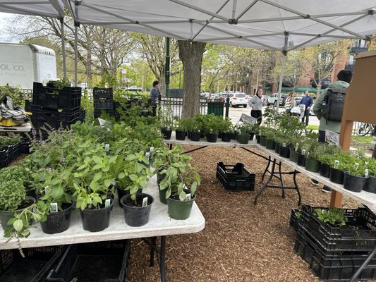 Wicker Park Farmers Market by null