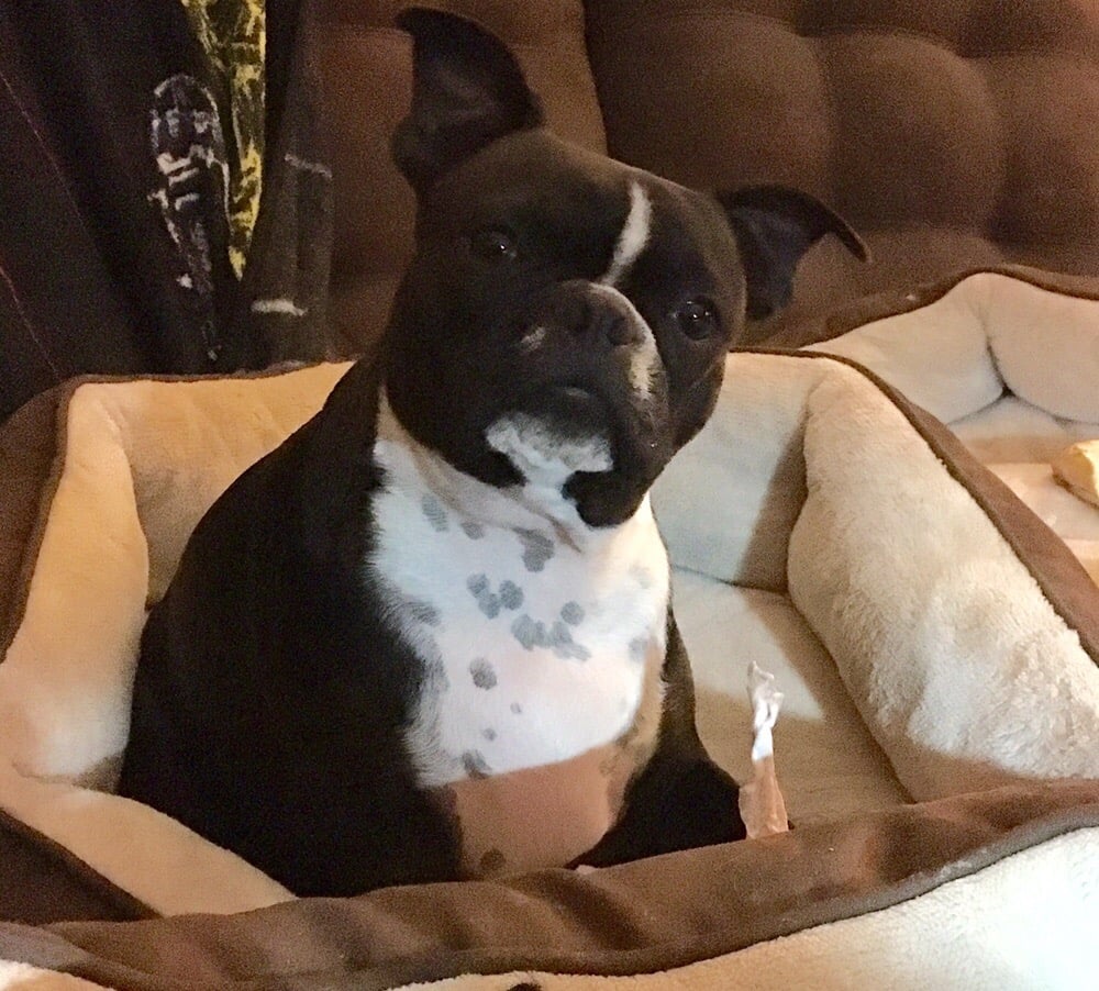 CAMEO KENNELS Updated September 2024 1566 S Nolan St, Ridgecrest