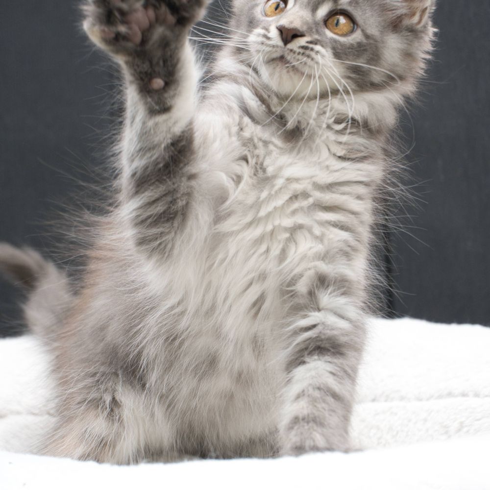 Slow Blink Maine Coons - Pet Breeders Near Me Slow Blink Maine Coons - Pet Breeders Near Me
