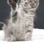 Photo of Slow Blink Maine Coons