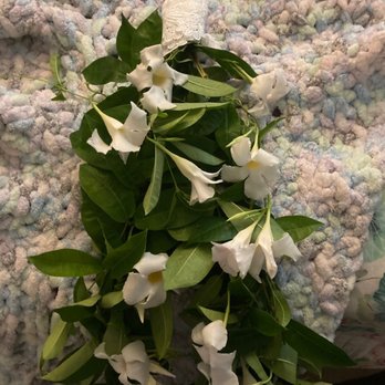 Prestigious Affairs - Full view of bridal bouquet. Plucking off my Daddies vines. - Bridal Near Me - Seymour, Indiana Prestigious Affairs - Full view of bridal bouquet. Plucking off my Daddies vines. - Bridal Near Me - Seymour, Indiana