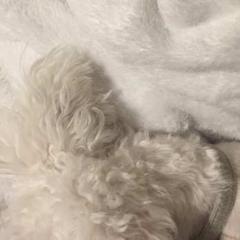 Amber's Grooming Salon - Choppy and uneven shaving. - Pet Groomers Near Me - Pullman, Washington