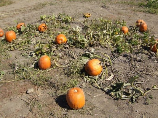 Curtis Orchard & Pumpkin Patch by null