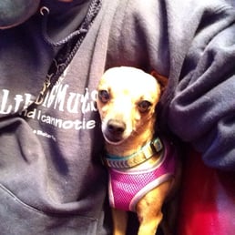 Bambi is a super sweet, QUIET 4 yr old, female Chihuahua. She would love a lap and calm, quiet home to be loved forever!!
