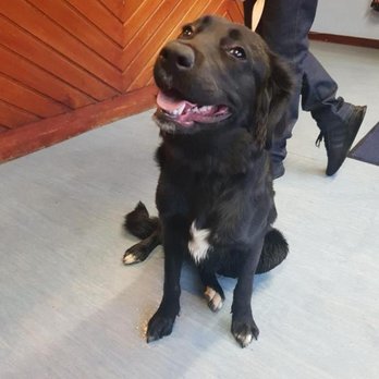 Abbey Veterinary Group - Veterinarians Near Me - Greenock, IVC