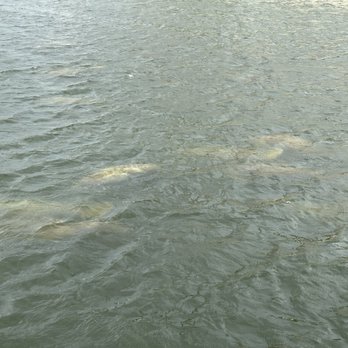 Manatee Viewing Center - Zoos Near Me - Apollo Beach, Florida