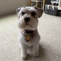 Photo of Bark Avenue Mobile Pet Grooming