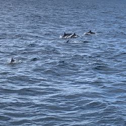 Legacy Whale Watch - Big pod of common dolphins