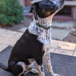 Pawsitively Pets