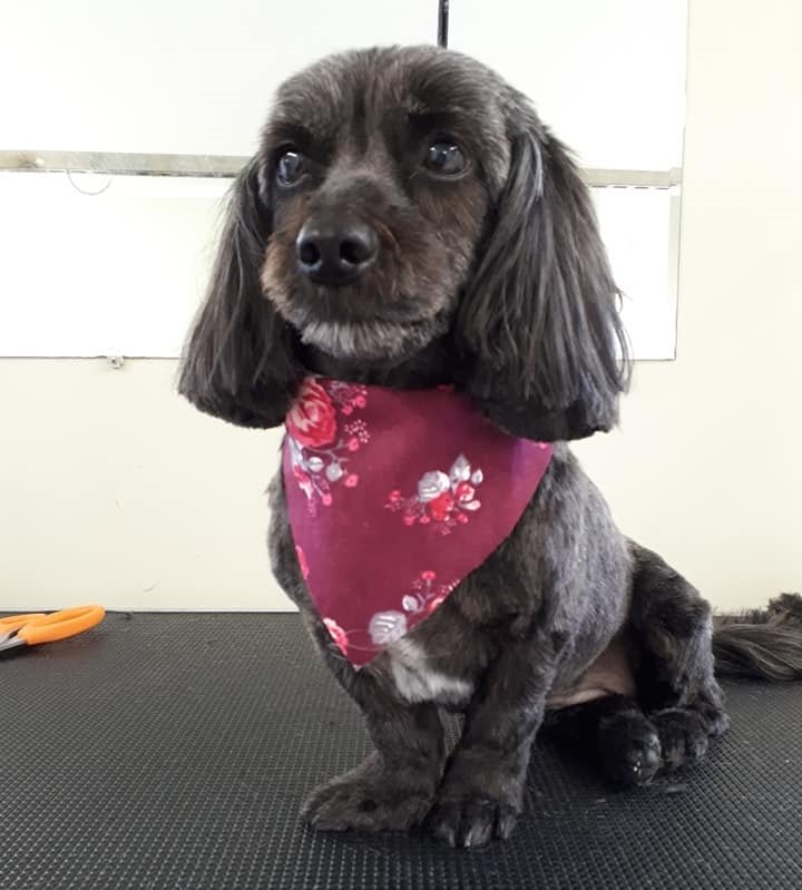 DARLING DOGS GROOMING Updated August 2024 1096 Main Road, Eastern