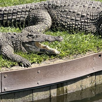 Gatorland - Sunning - Zoos Near Me - Orlando, Florida