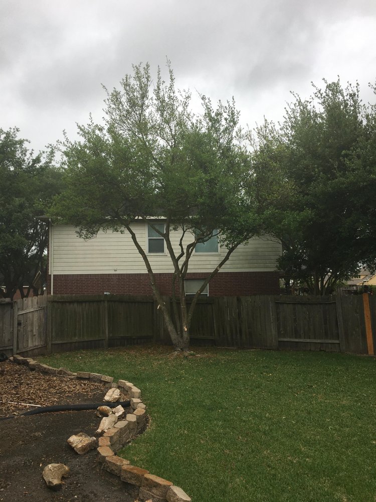 EDDIE’S TREE SERVICE Updated October 2024 Sugar Land, Texas Tree