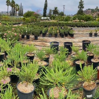 Kniffing's Discount Nursery - 4 acres... awesome choices - Nurseries & Gardening Near Me - El Cajon, California Kniffing's Discount Nursery - 4 acres... awesome choices - Nurseries & Gardening Near Me - El Cajon, California