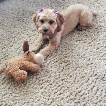 PetSmart - Brandy has bows - Pet Groomers Near Me - Goodyear, Arizona PetSmart - Brandy has bows - Pet Groomers Near Me - Goodyear, Arizona