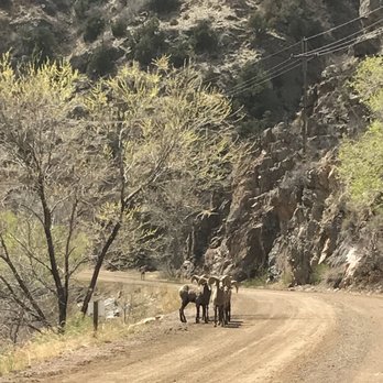 Waterton Canyon - Big horn rams! - Hiking Near Me - Littleton, Colorado Waterton Canyon - Big horn rams! - Hiking Near Me - Littleton, Colorado
